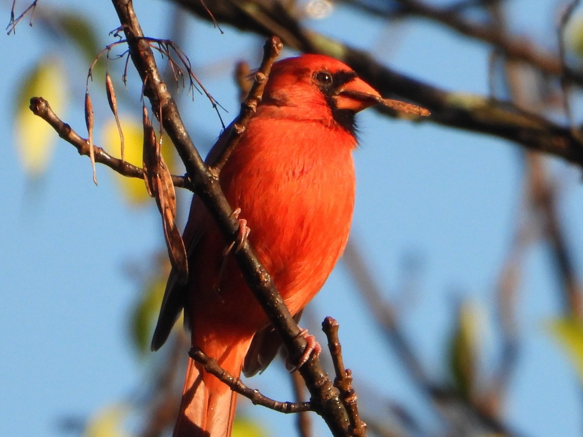 Northern Cardinal - ML643675569
