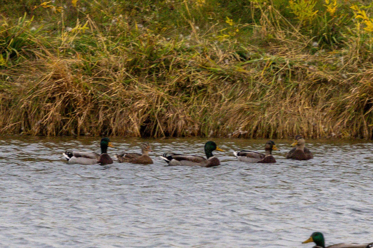 American Black Duck - ML643675571