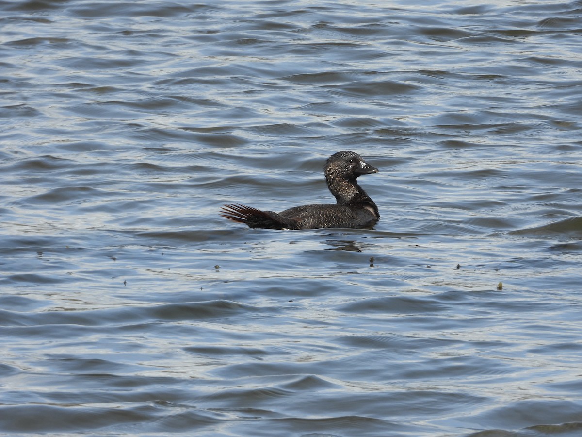 Musk Duck - ML643675572