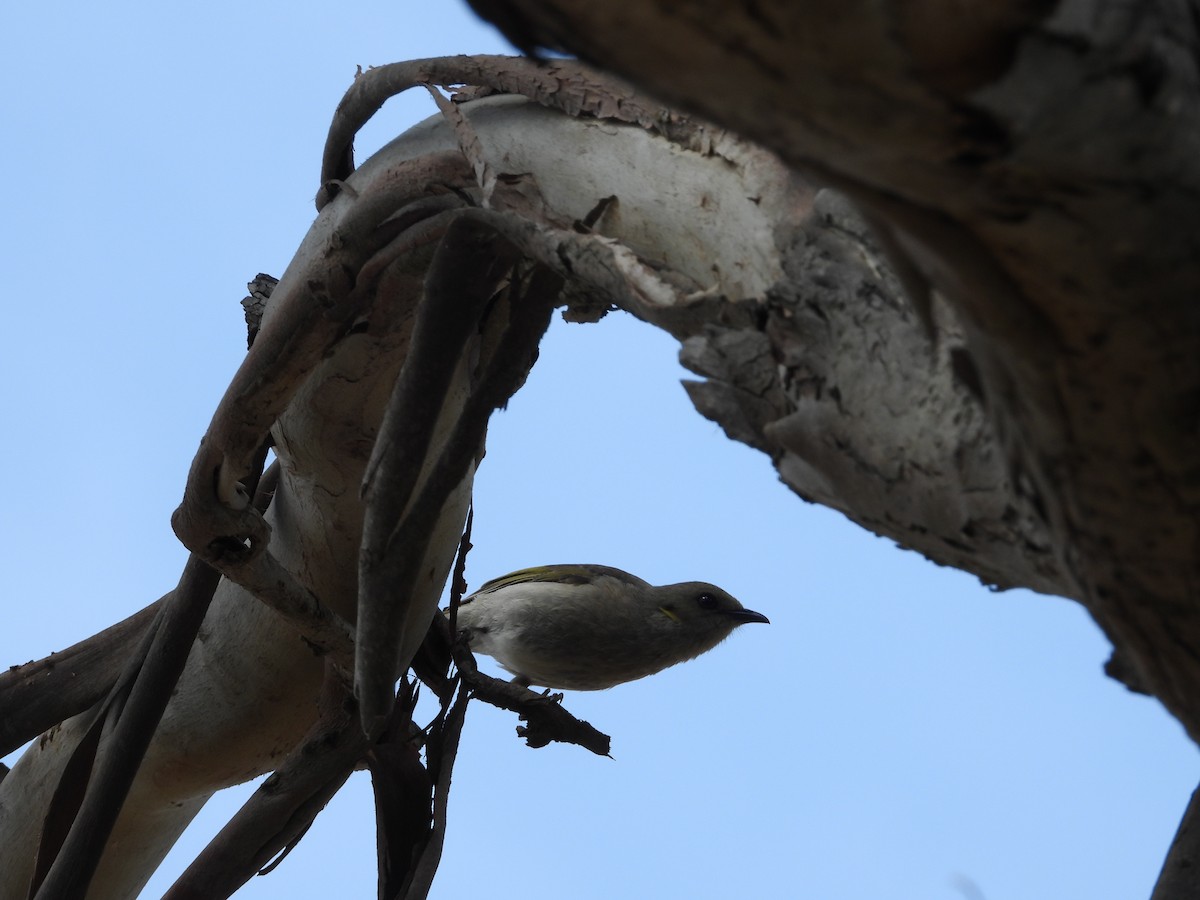 Fuscous Honeyeater - ML643675582
