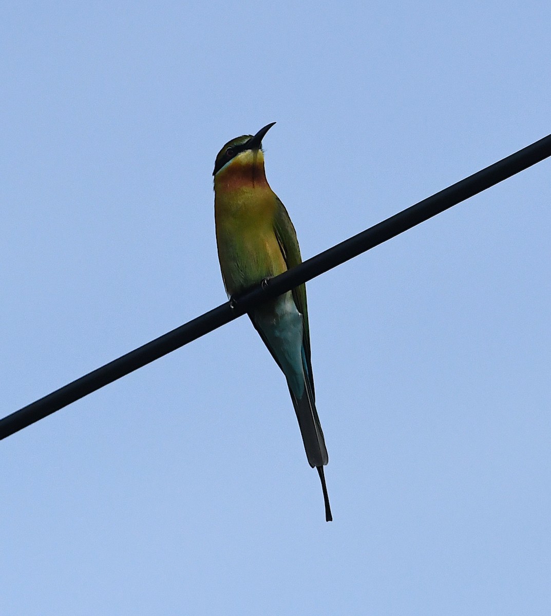 Blue-tailed Bee-eater - ML643675586