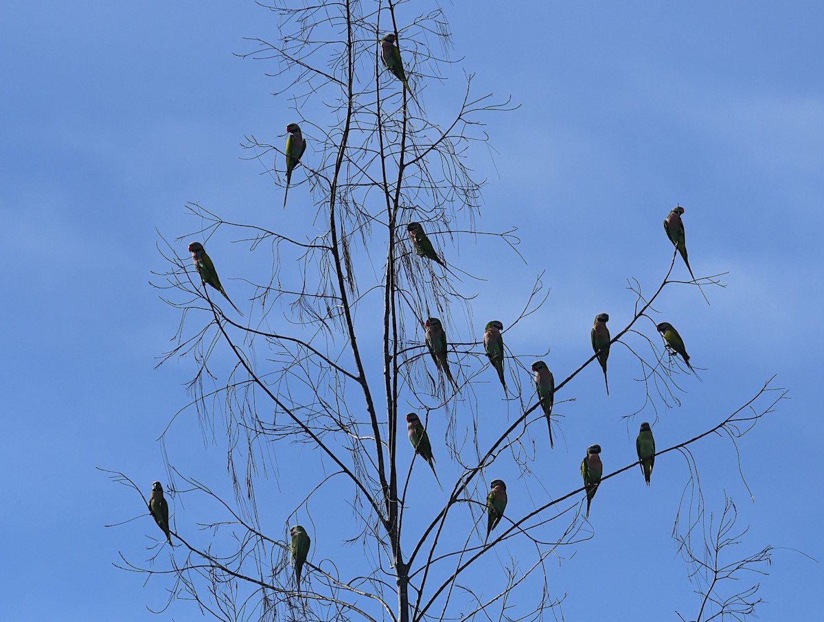 Red-breasted Parakeet - ML643675589