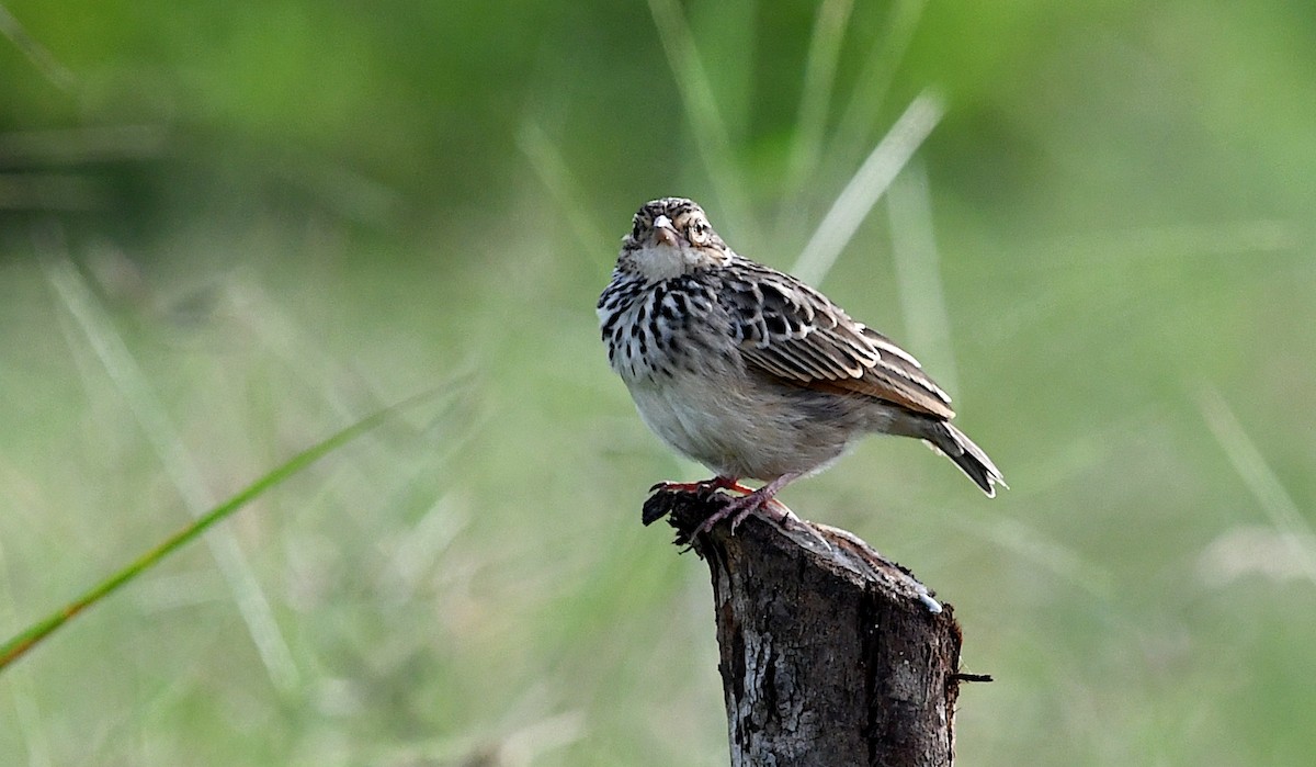 Indochinese Bushlark - ML643675594