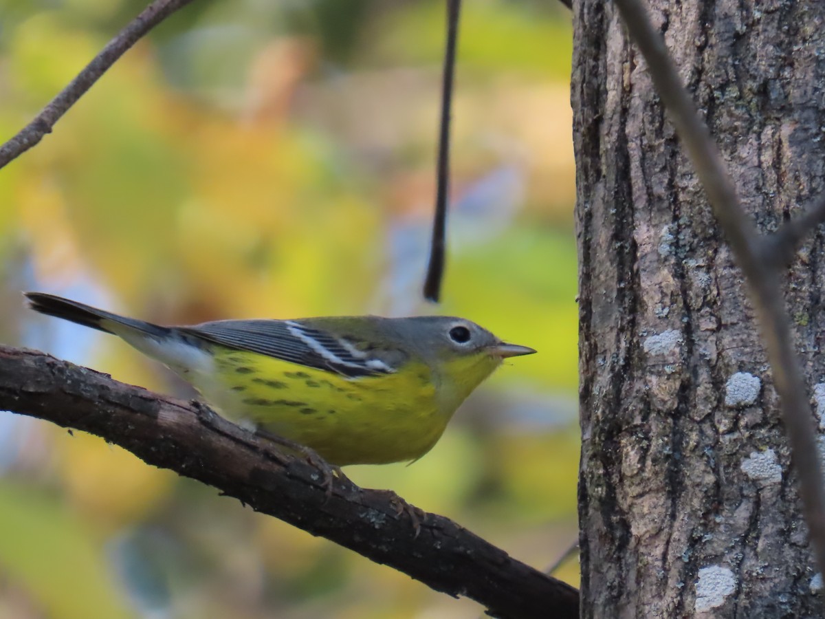 Magnolia Warbler - ML643675604
