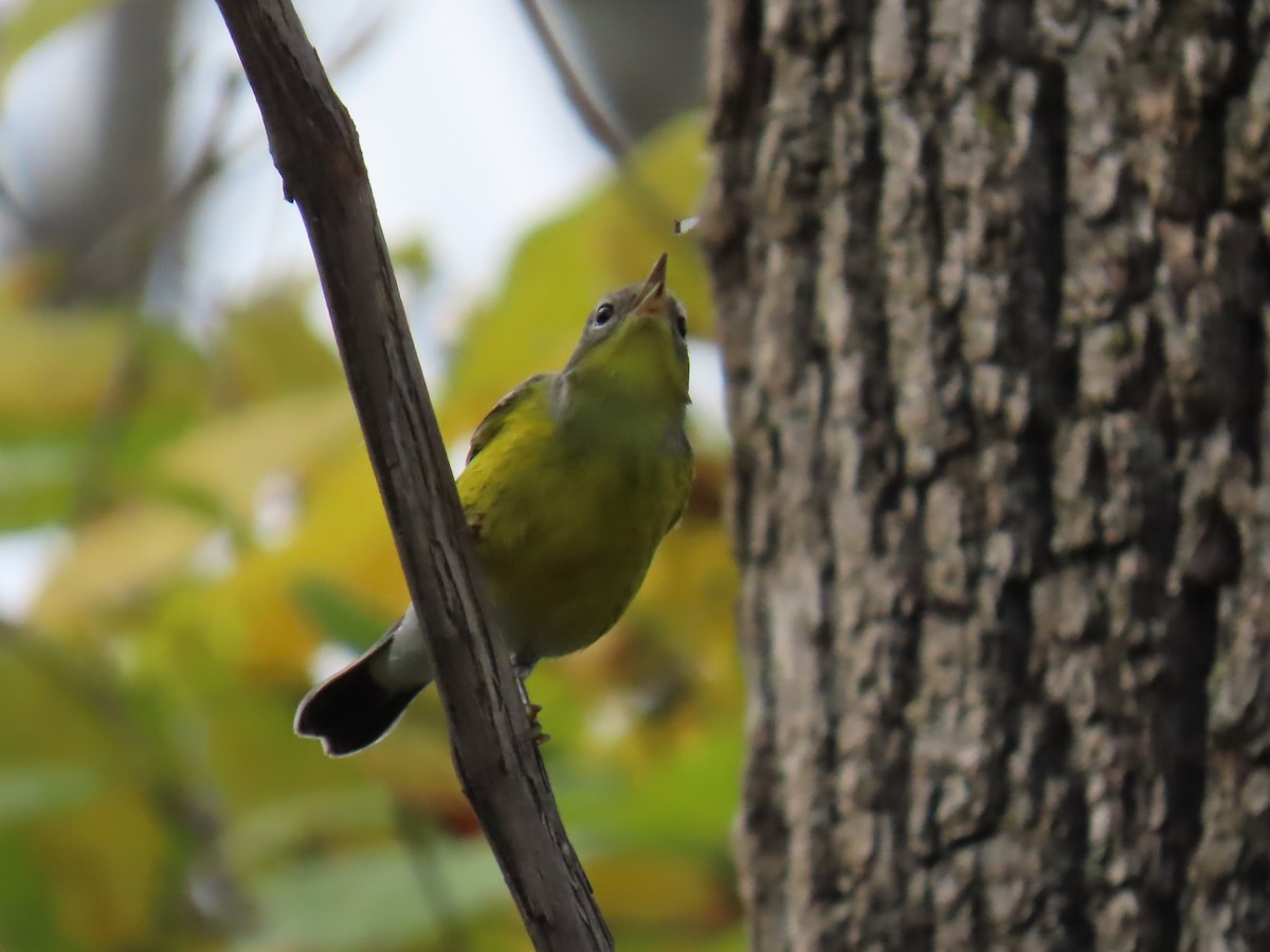 Magnolia Warbler - ML643675605