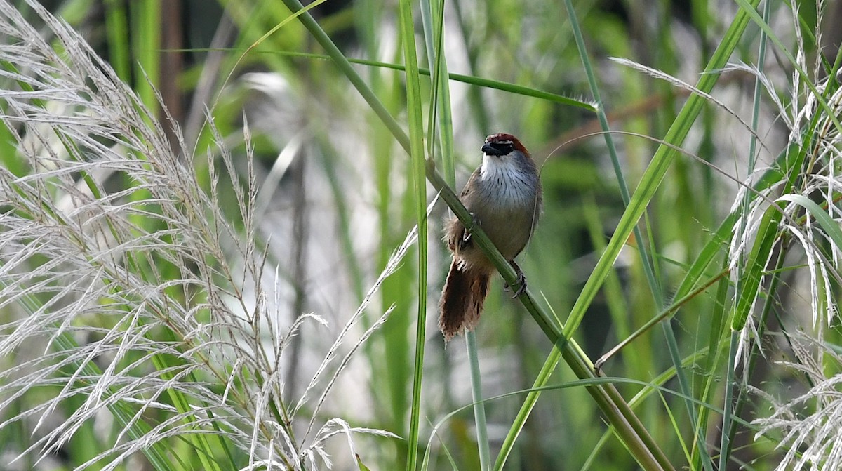 Chestnut-capped Babbler - ML643675606