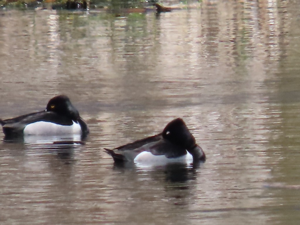 Ring-necked Duck - ML643675608