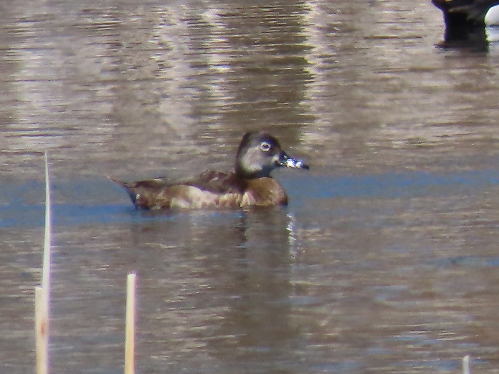 Ring-necked Duck - ML643675611
