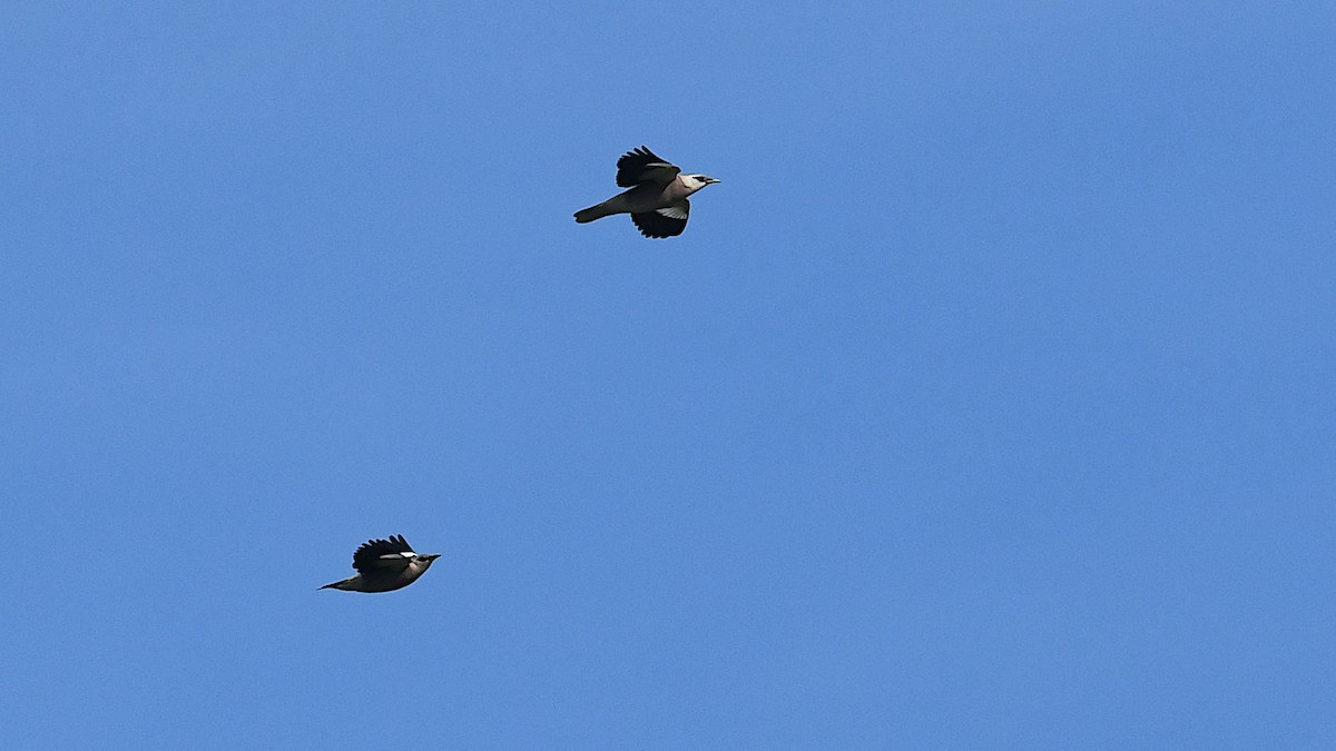 Vinous-breasted Myna - ML643675615