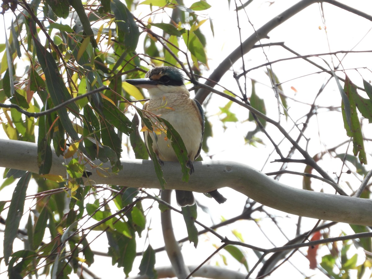 Sacred Kingfisher - ML643675634