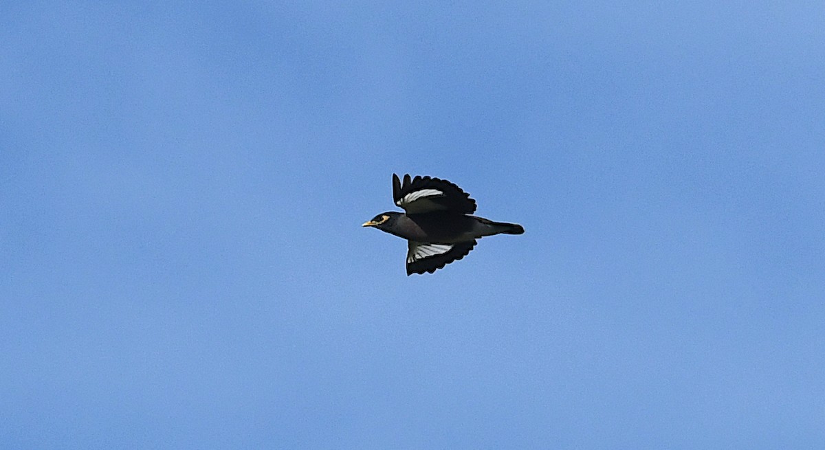 Common Myna - ML643675635