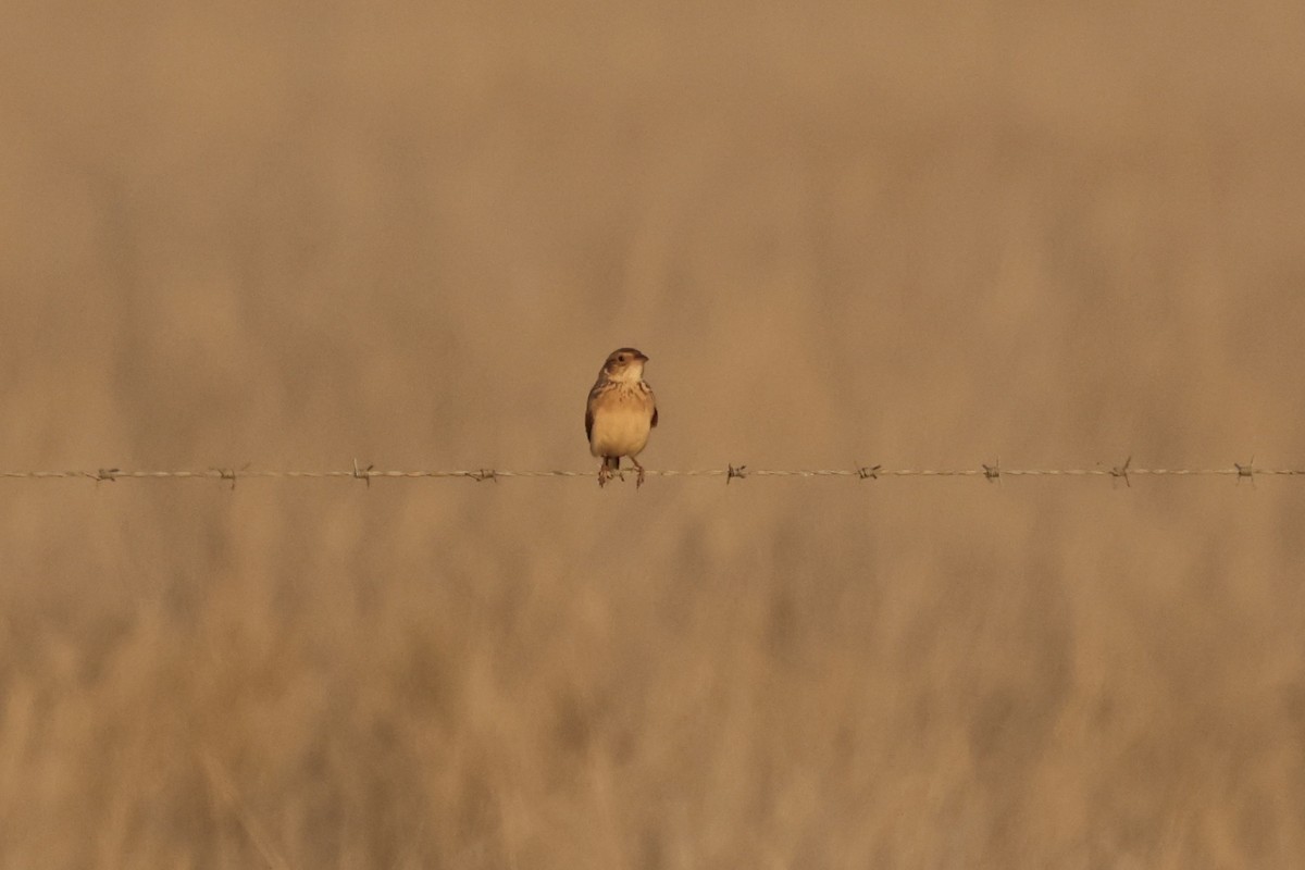 Singing Bushlark - ML643675637