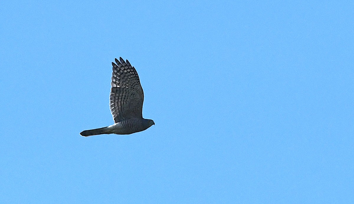 Shikra - ML643675650