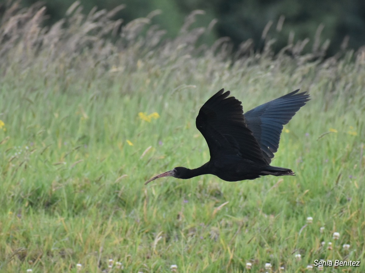 rødmaskeibis - ML643675658