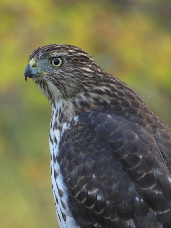 Cooper's Hawk - ML643675709