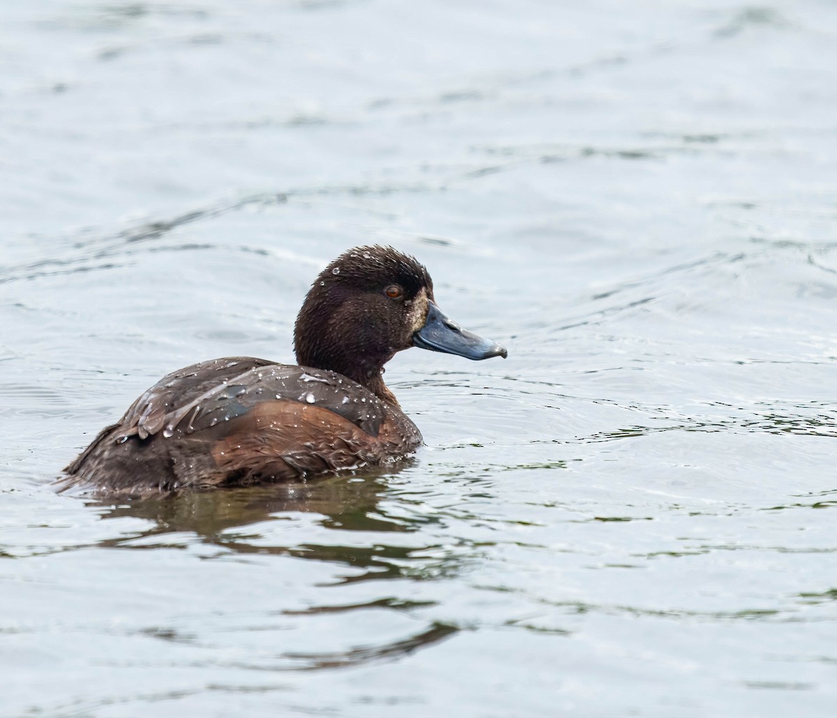New Zealand Scaup - ML643675712