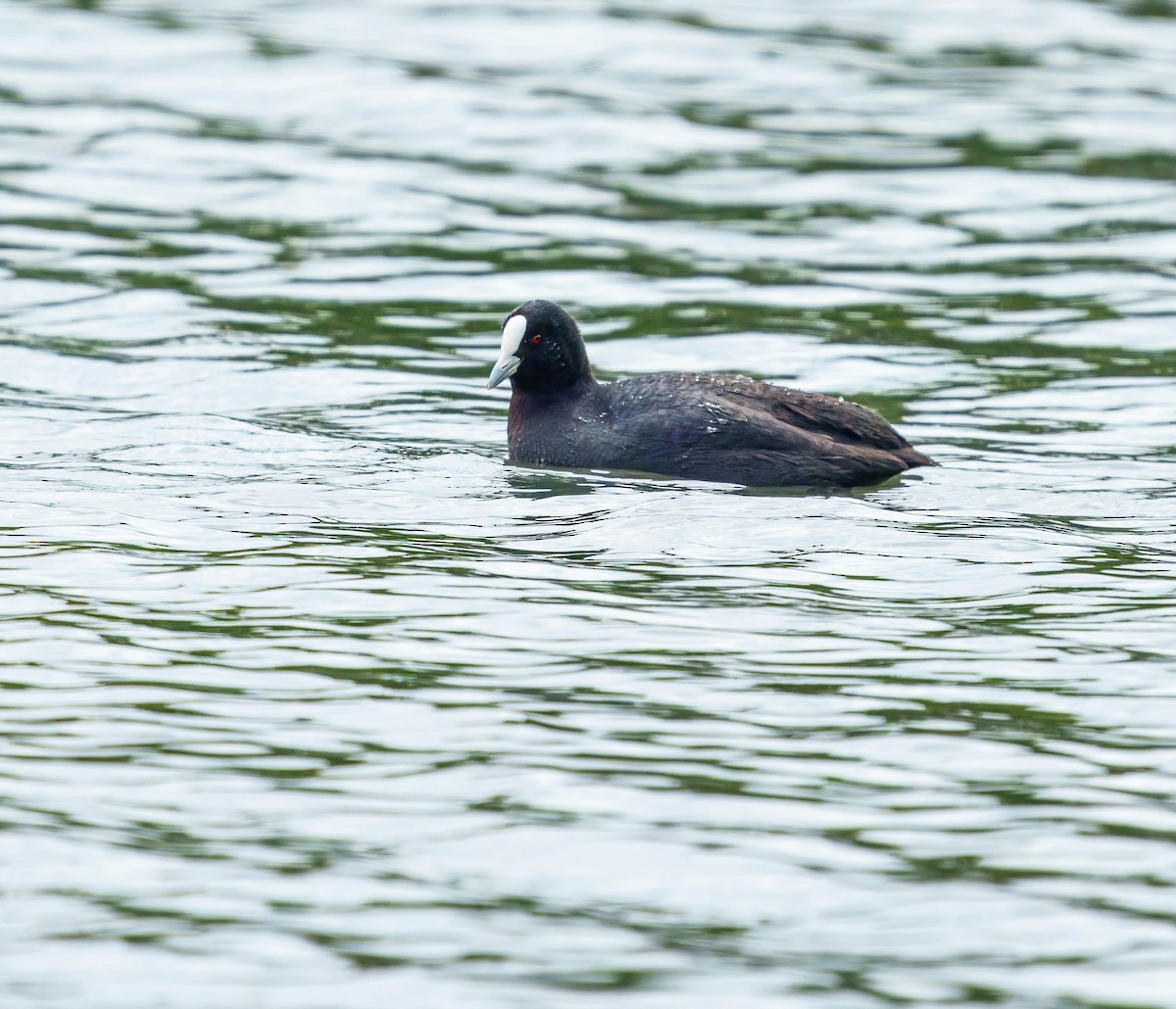 白冠雞 - ML643675721