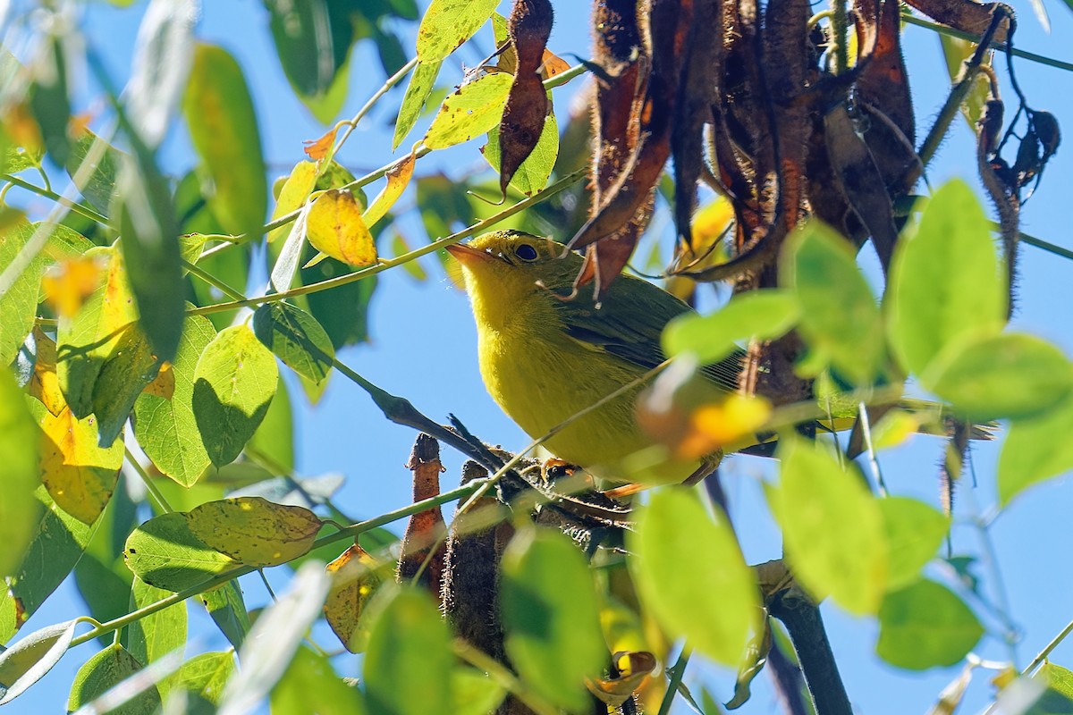 Wilson's Warbler - ML643675722