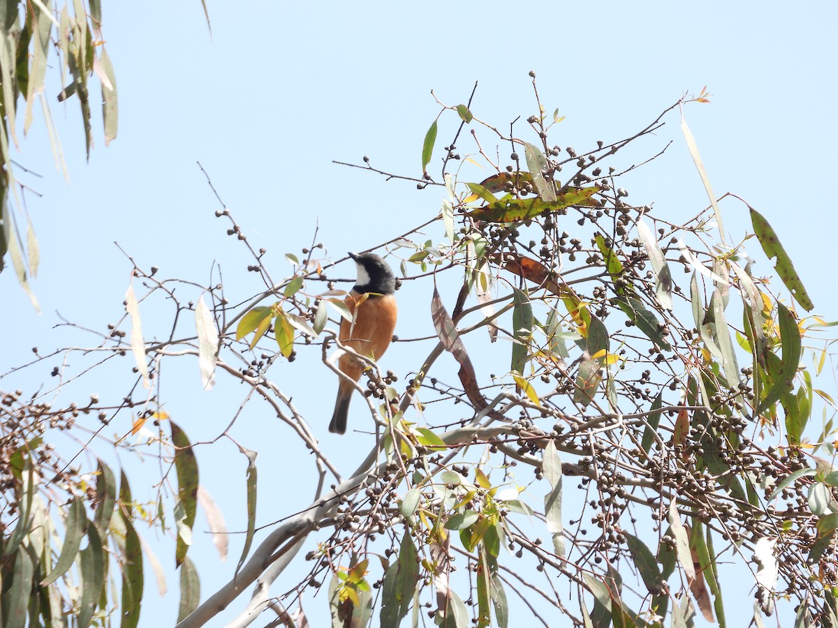 Rufous Whistler - ML643675723