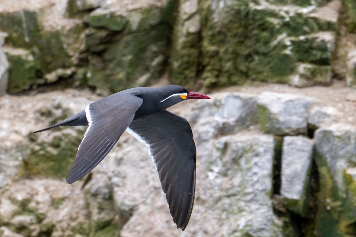 Inca Tern - ML643675737