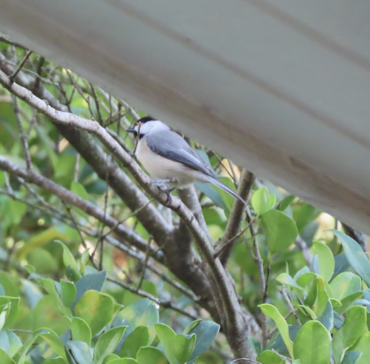 Carolina Chickadee - ML643675773