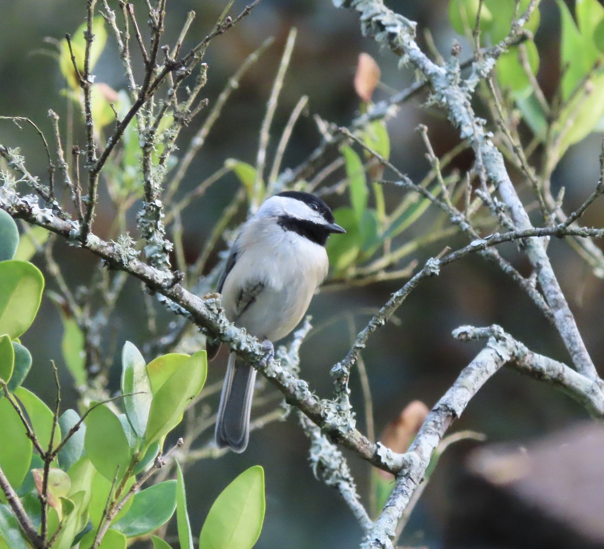 Carolina Chickadee - ML643675774