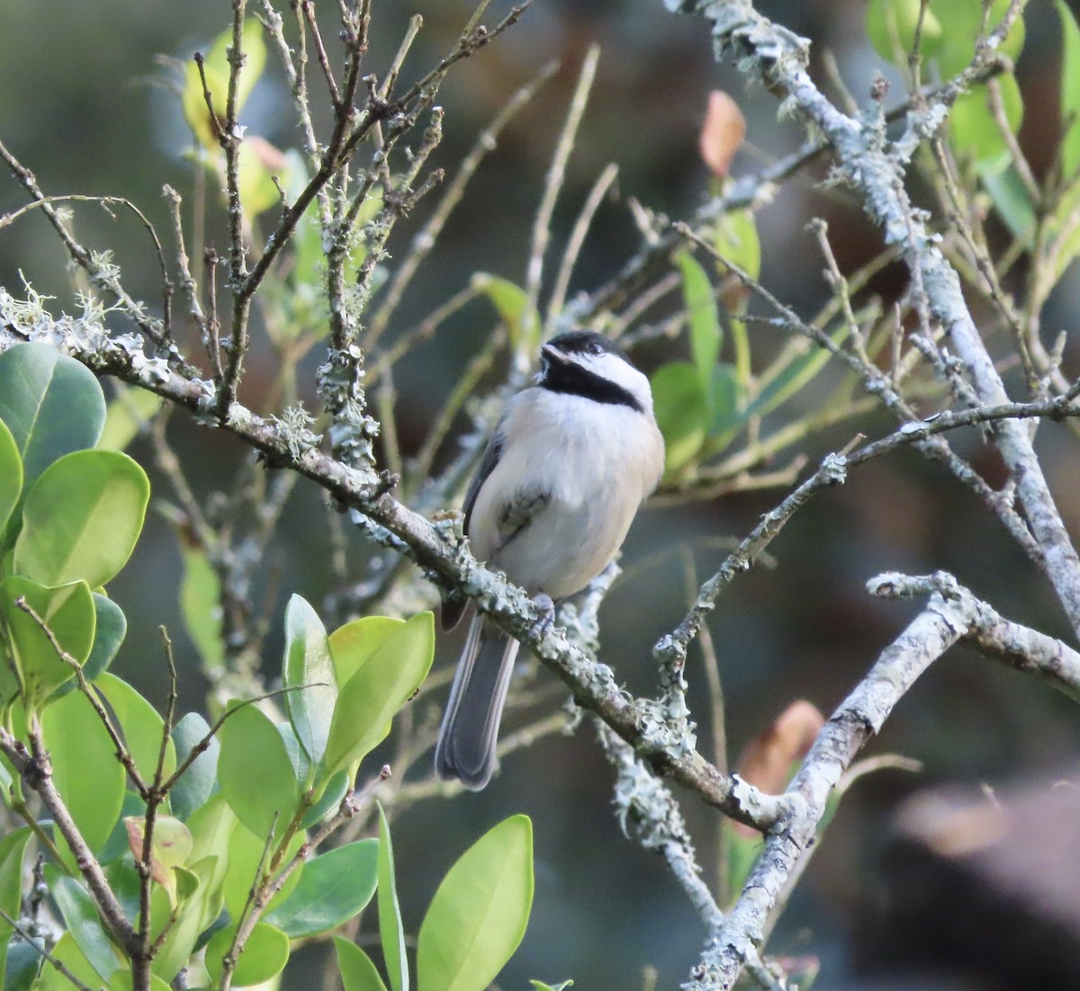 Carolina Chickadee - ML643675775