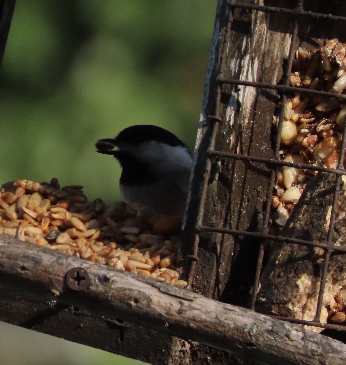 Carolina Chickadee - ML643675776