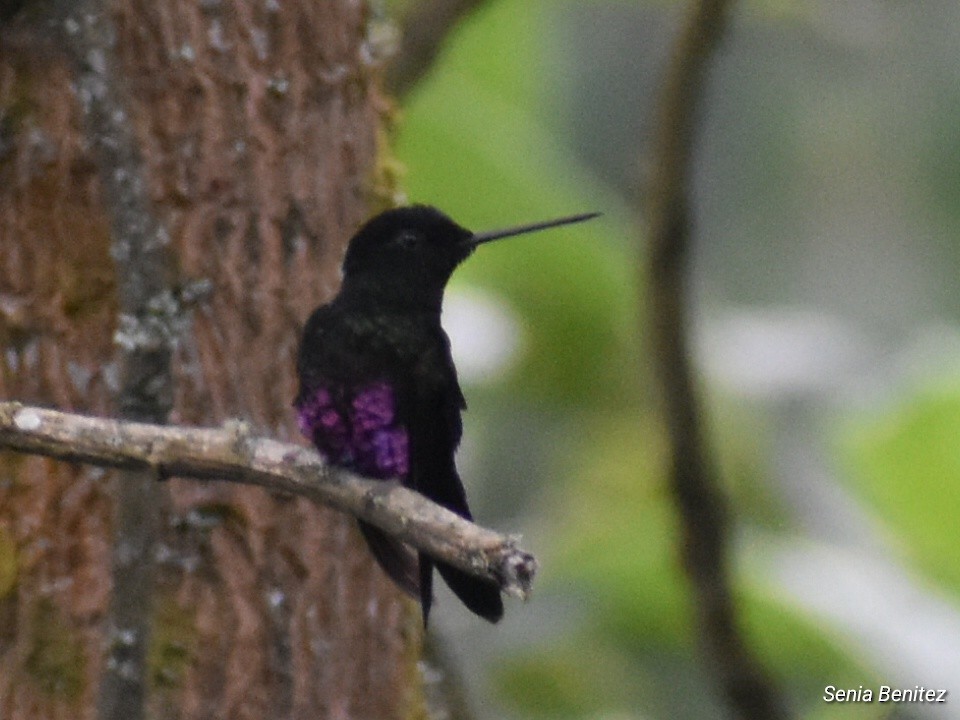 Blue-throated Starfrontlet - ML643675789