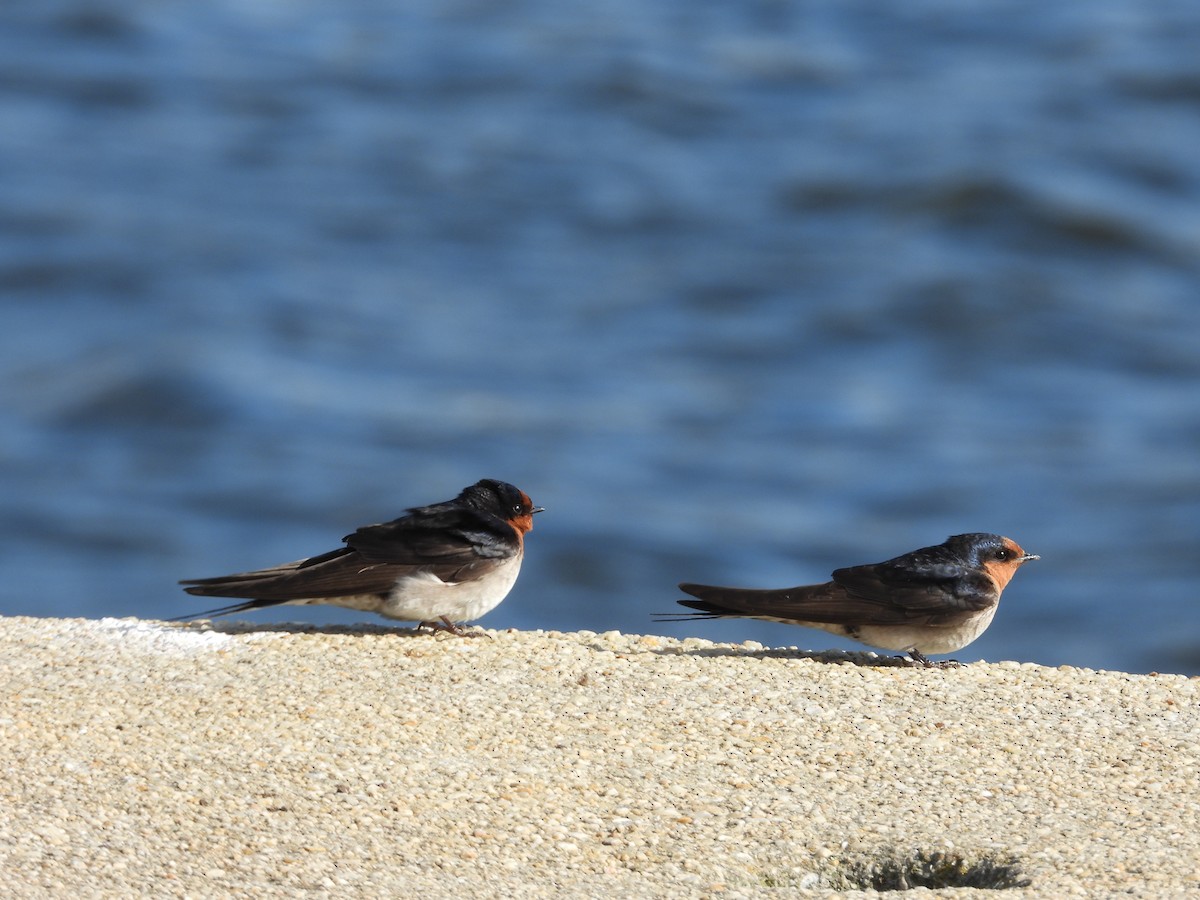 Welcome Swallow - ML643675791
