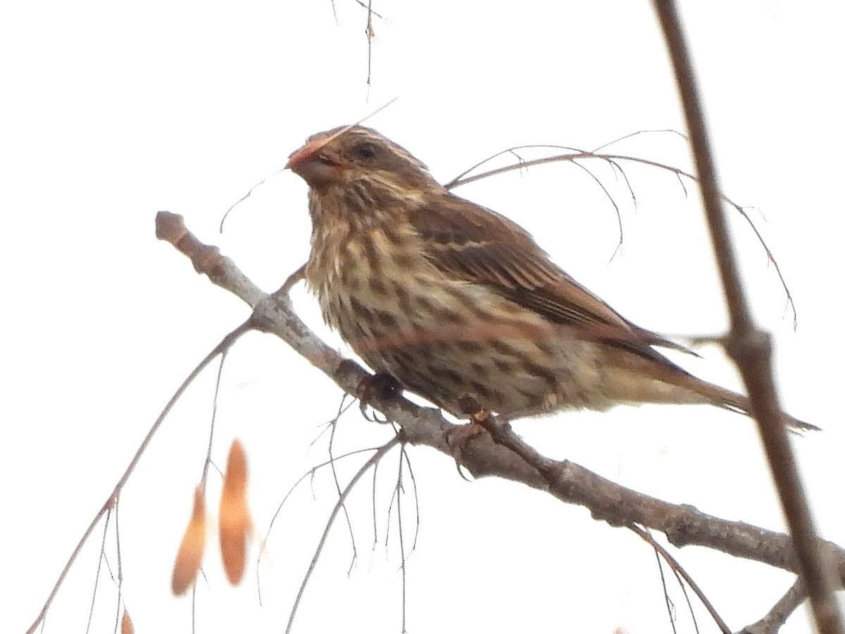 Purple Finch - ML643675800