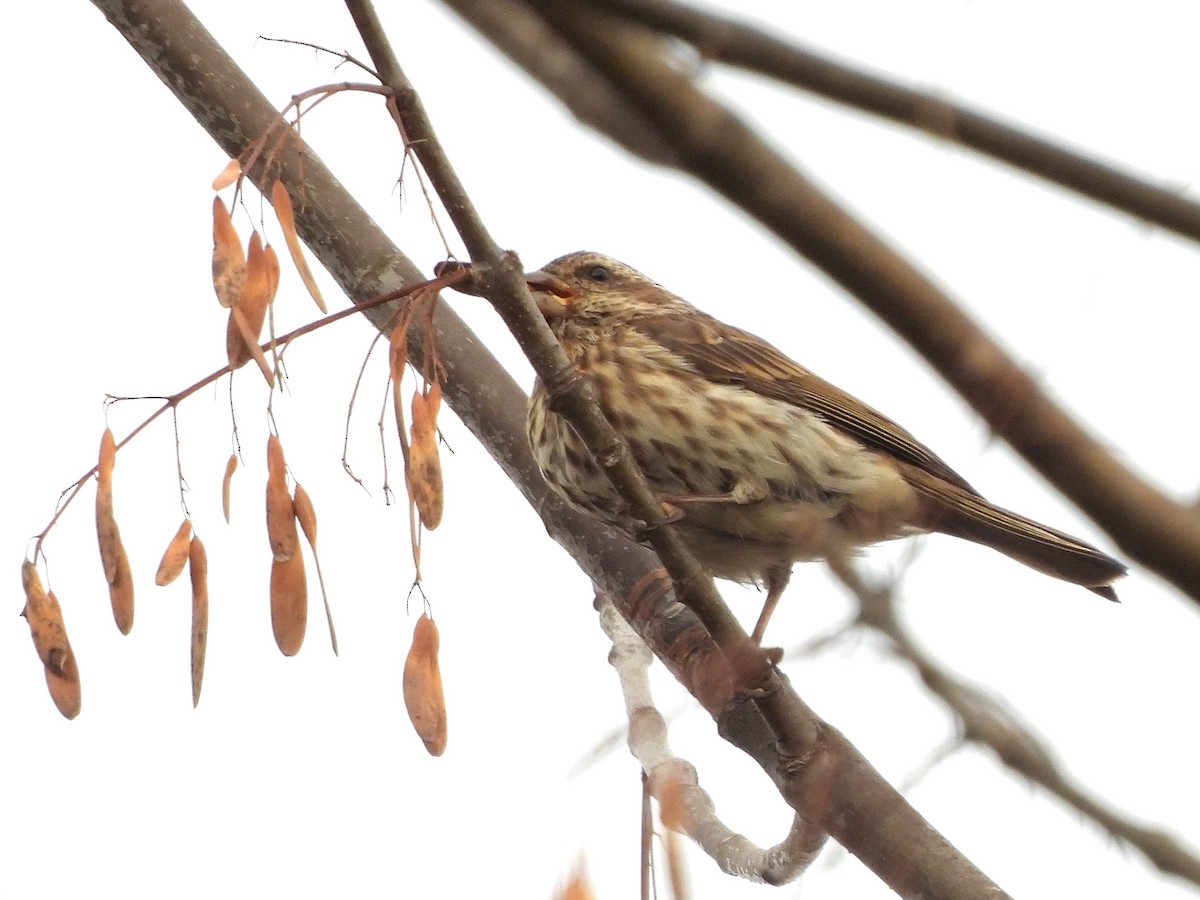 Purple Finch - ML643675802