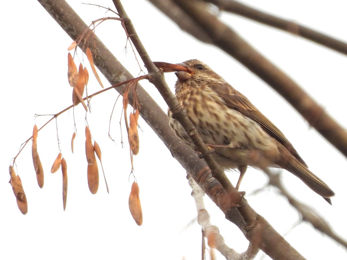 Purple Finch - ML643675811