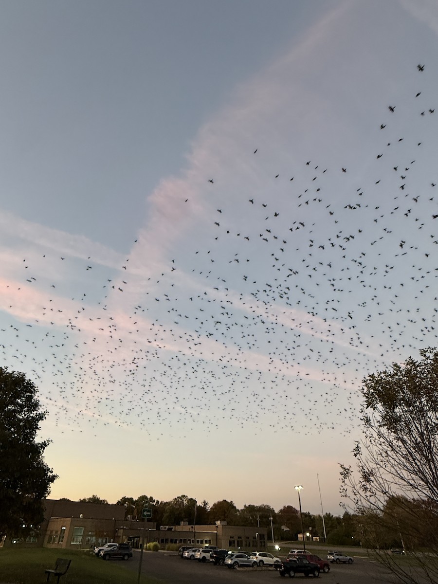 Common Grackle - ML643675814