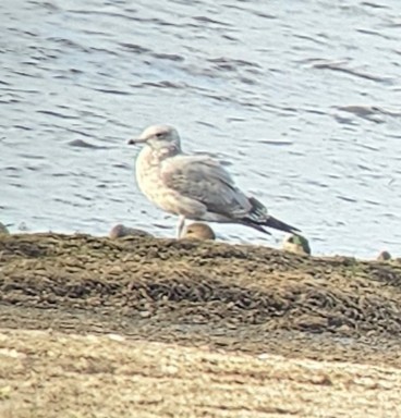 American Herring Gull - ML643675817
