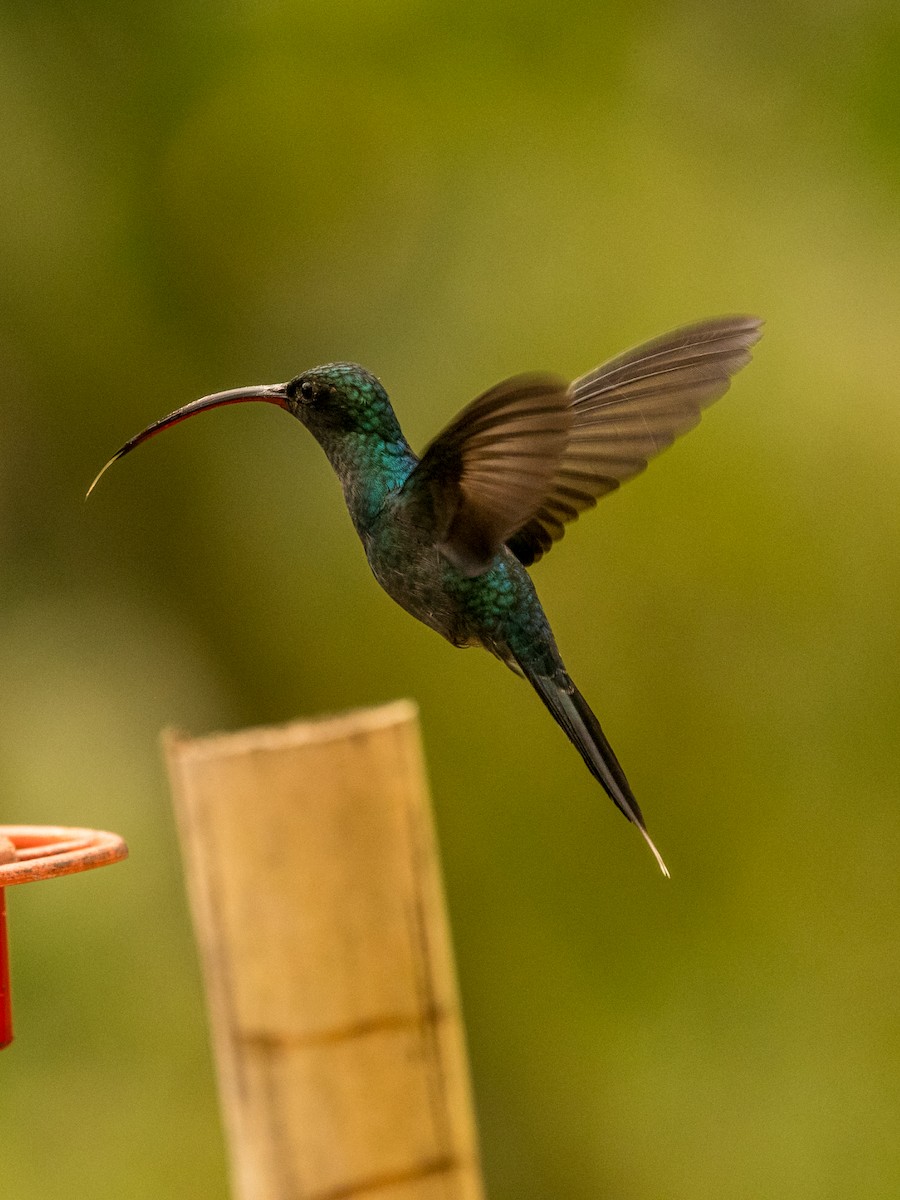 Green Hermit - ML643675824