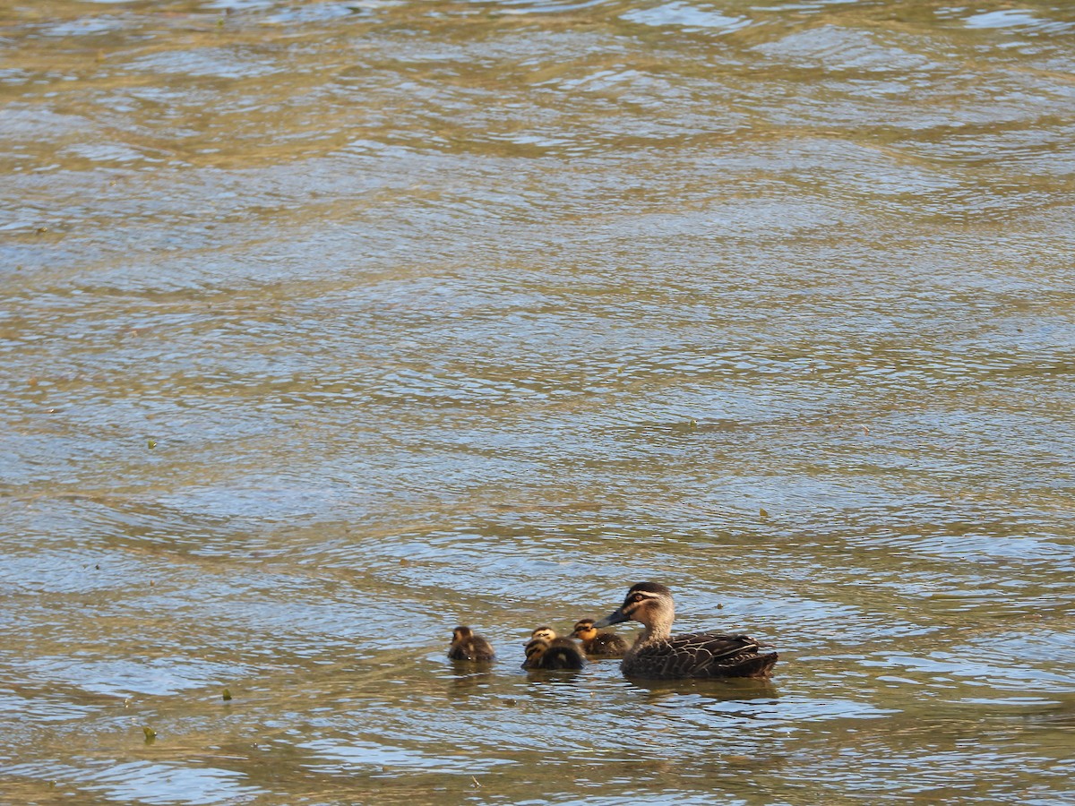 Pacific Black Duck - ML643675828
