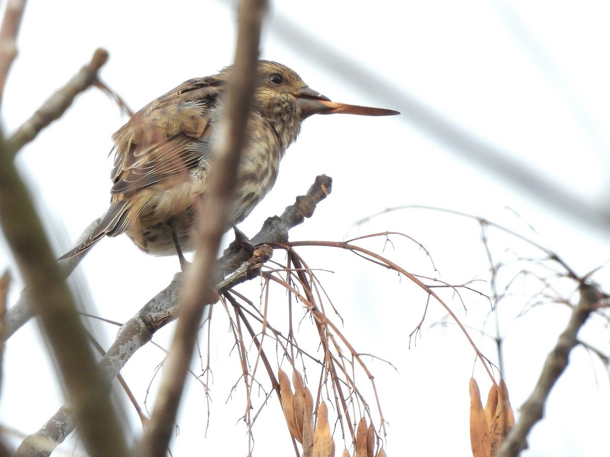 Purple Finch - ML643675829
