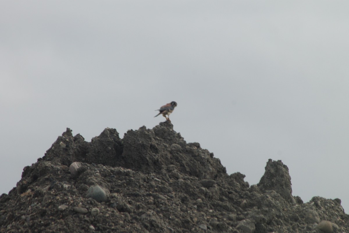American Kestrel - ML643675831
