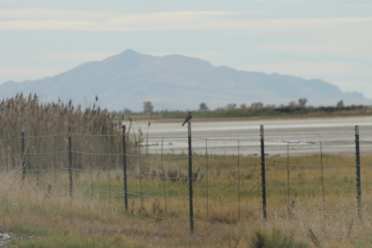 American Kestrel - ML643675832