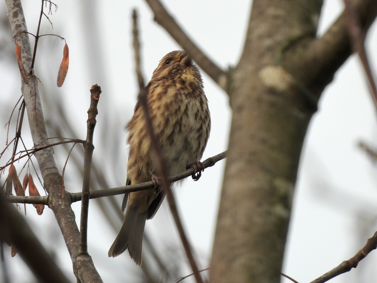 Purple Finch - ML643675840