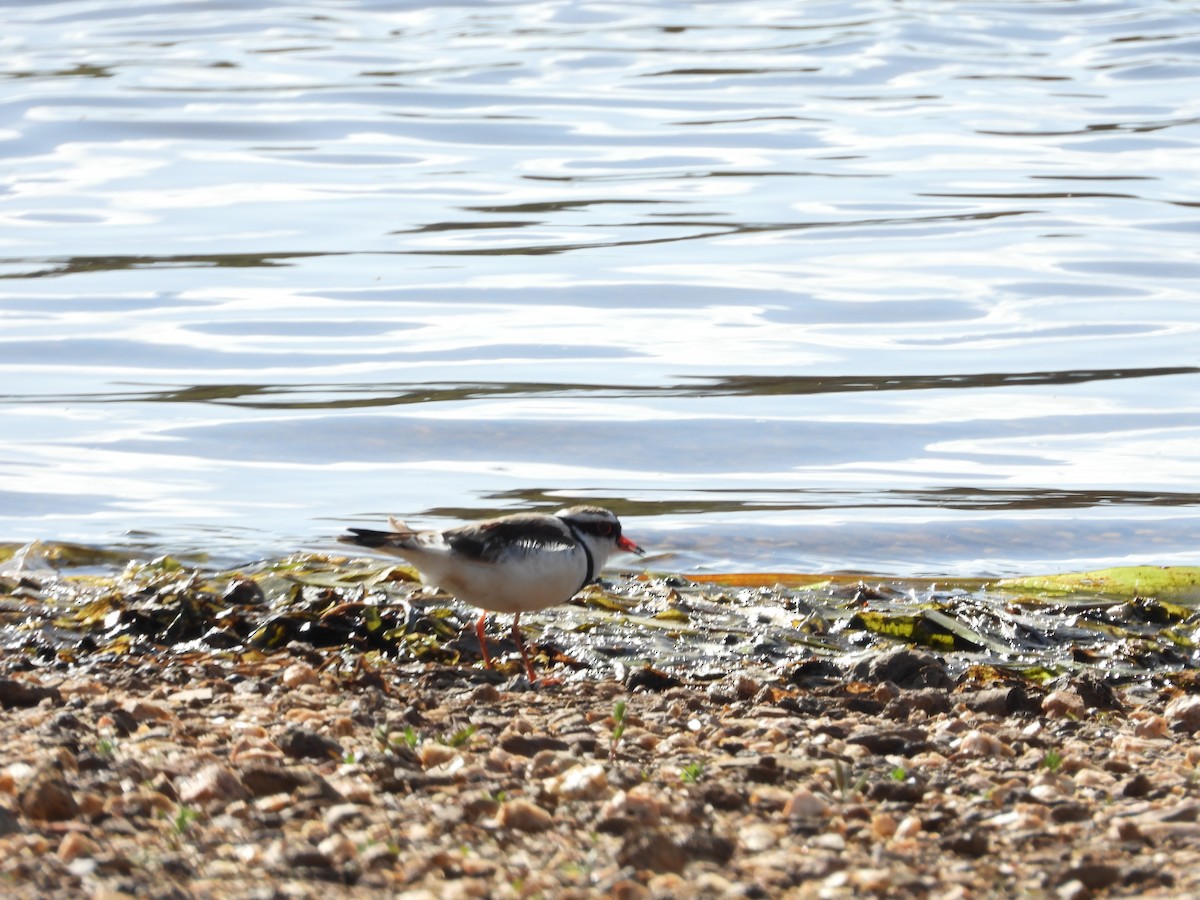 Black-fronted Dotterel - ML643675847