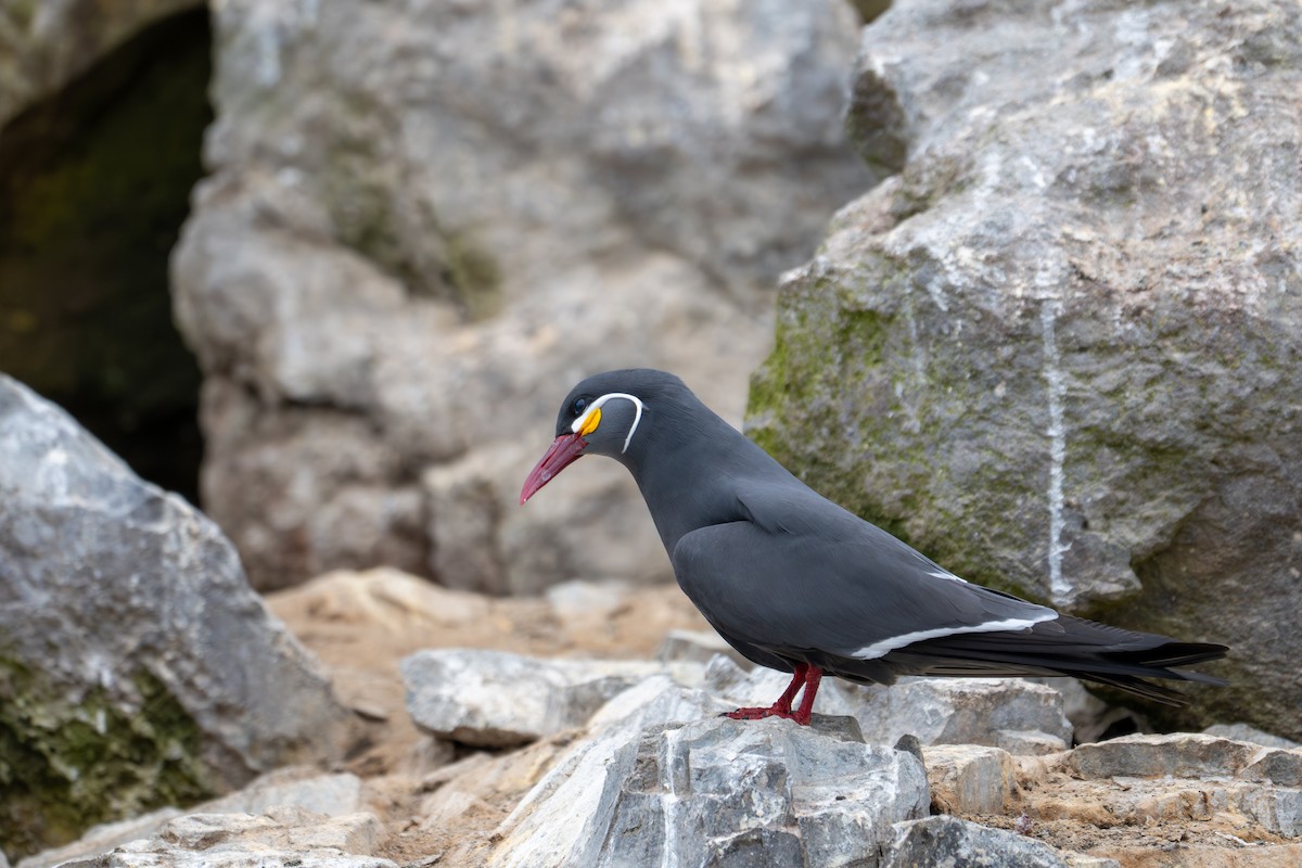 Inca Tern - ML643675859