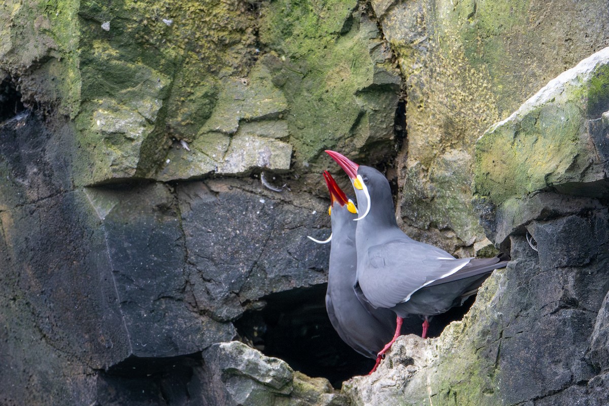 Inca Tern - ML643675860