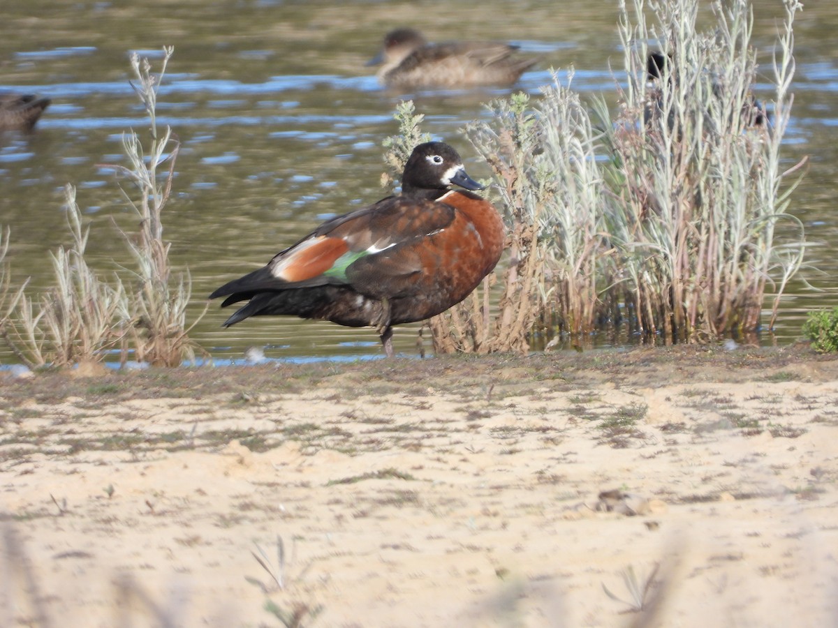 Australian Shelduck - ML643675876