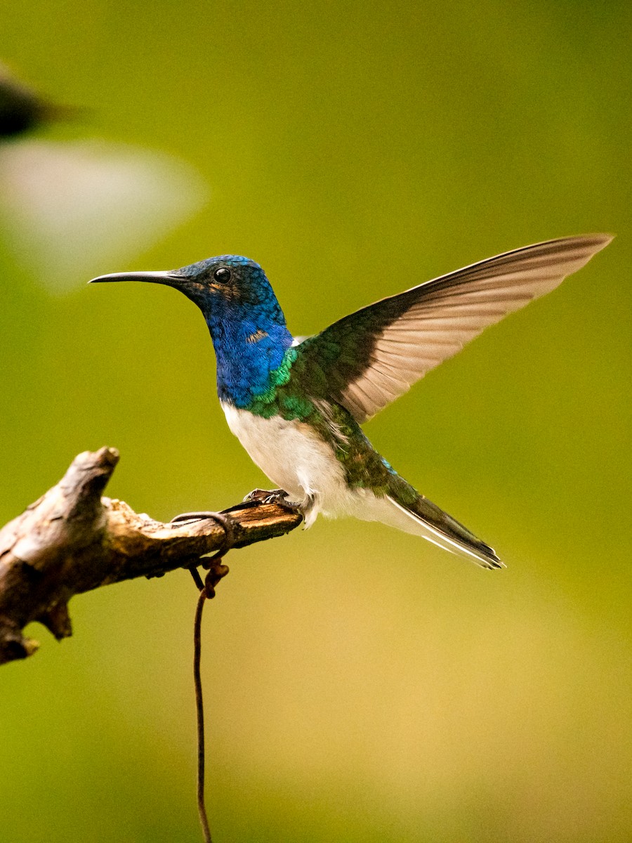 Colibri jacobin - ML643675884