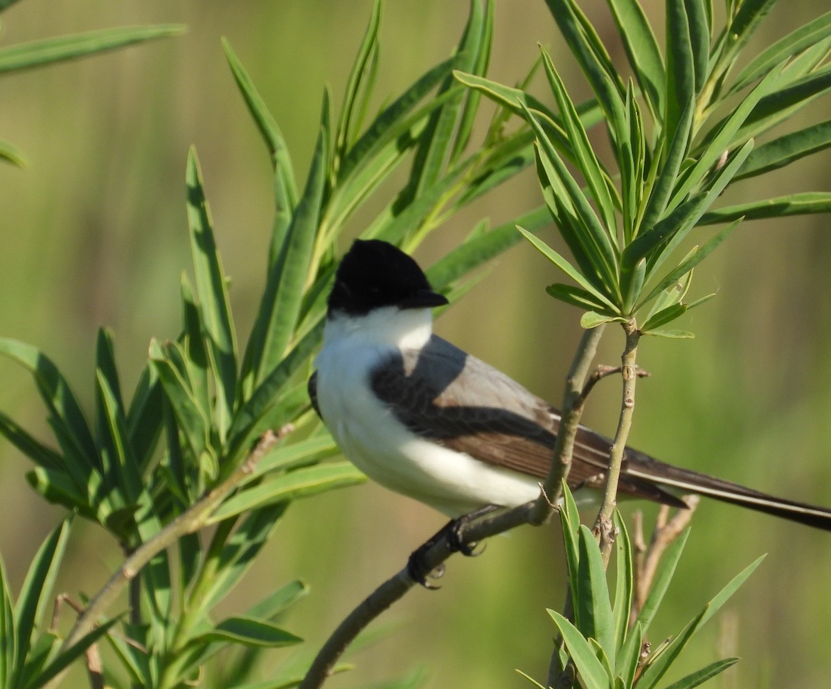 Gabelschwanz-Königstyrann - ML643675886
