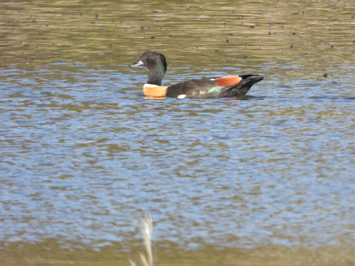 Australian Shelduck - ML643675895