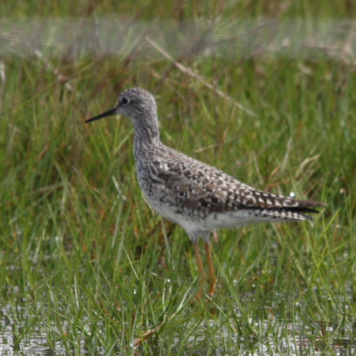 Greater Yellowlegs - ML643675904