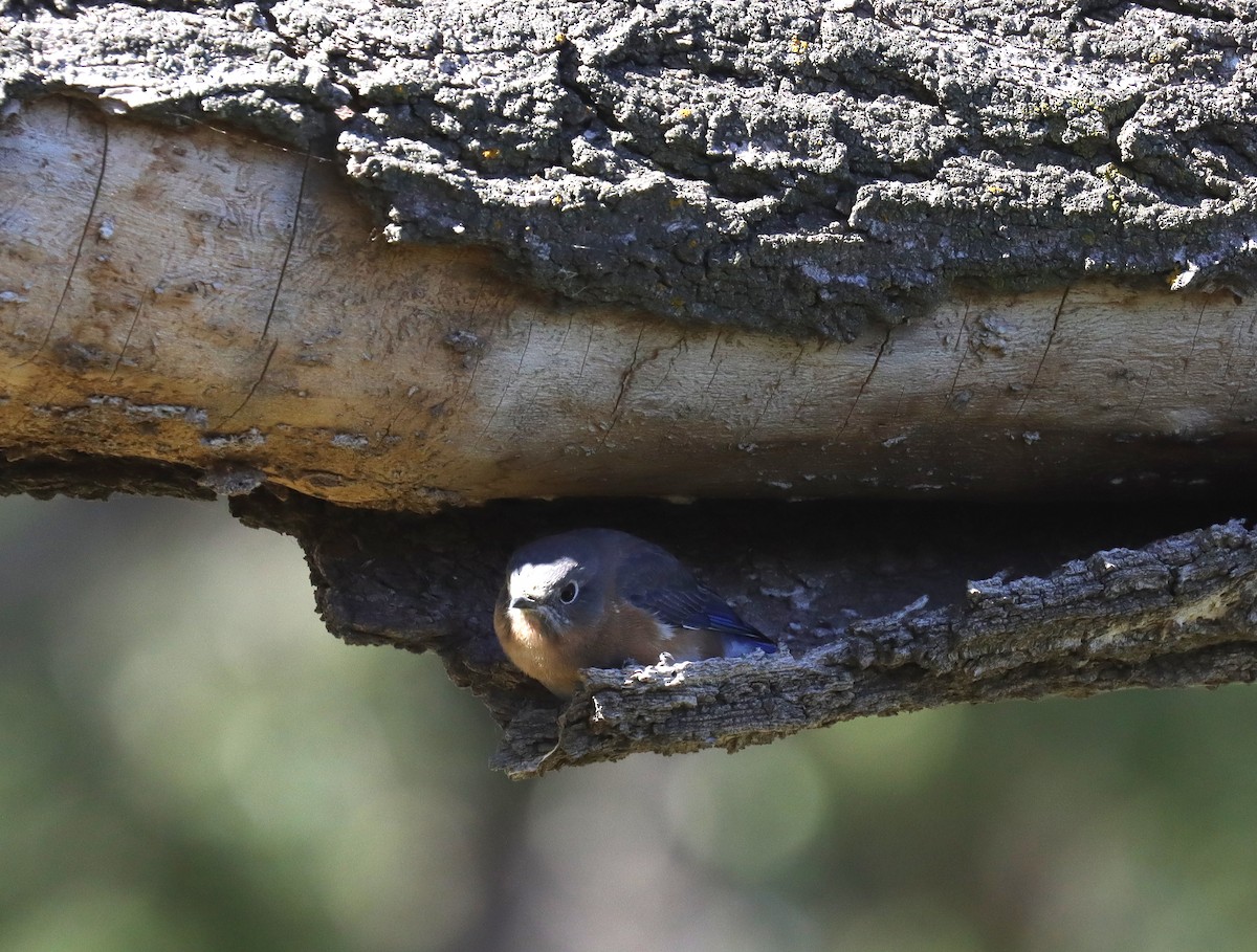 Eastern Bluebird - ML643675911